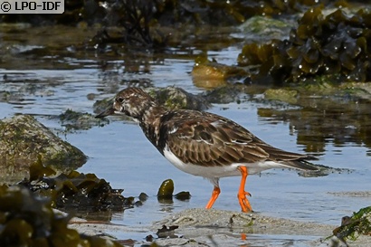 Tournepierre à collier