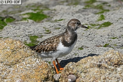 Tournepierre à collier