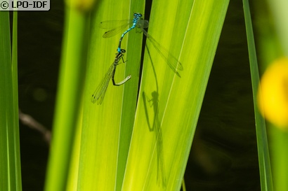 Agrion jouvencelle