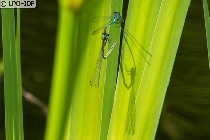 Agrion jouvencelle