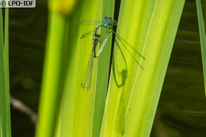 Agrion jouvencelle