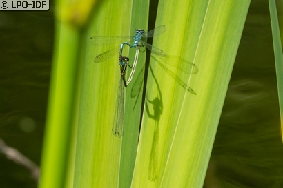 Agrion jouvencelle