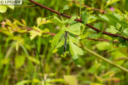 Agrion élégant