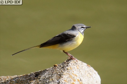 Bergeronnette des ruisseaux