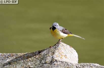 Bergeronnette des ruisseaux