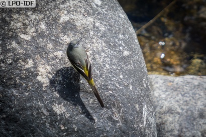 Bergeronnette des ruisseaux