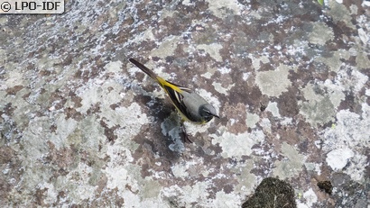 Bergeronnette des ruisseaux