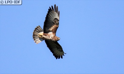 Buse variable