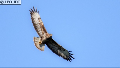 Buse variable