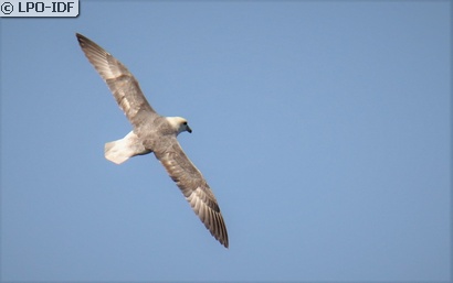 Fulmar boréal