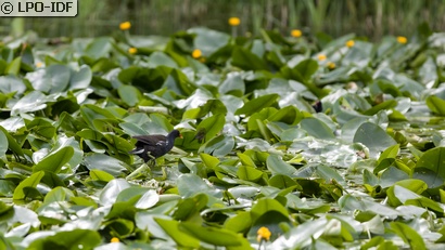 Gallinule poule-d'eau