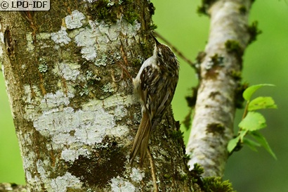 Grimpereau des jardins