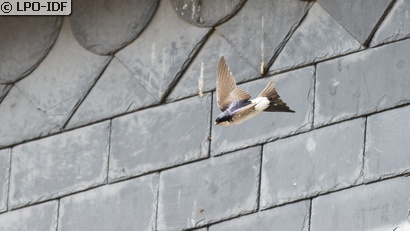Hirondelle de fenêtre