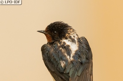 Hirondelle rustique