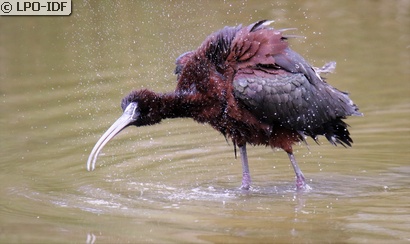 Ibis falcinelle
