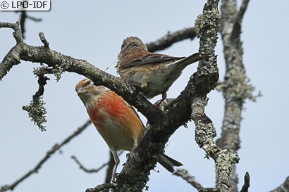 Linotte mélodieuse