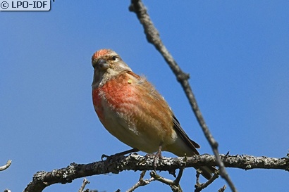Linotte mélodieuse