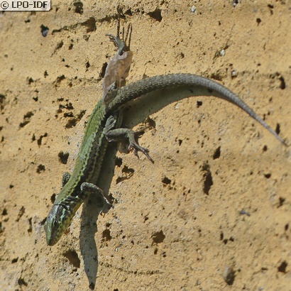 Lézard des murailles