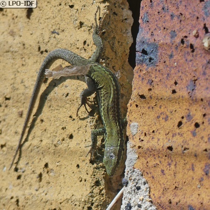 Lézard des murailles