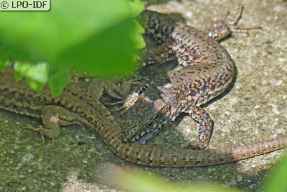 Lézard des murailles