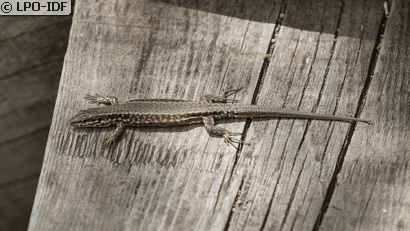 Lézard des murailles