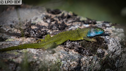 Lézard à deux raies