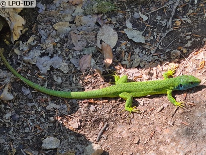 Lézard à deux raies