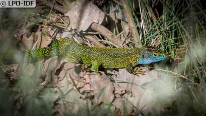 Lézard à deux raies