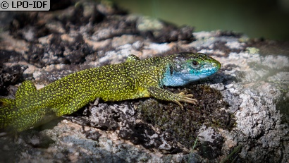 Lézard à deux raies