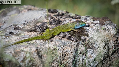 Lézard à deux raies