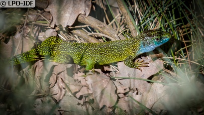 Lézard à deux raies
