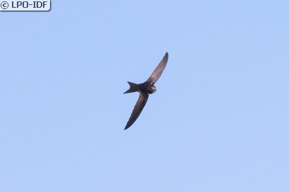 Martinet noir