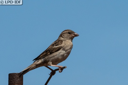 Moineau domestique