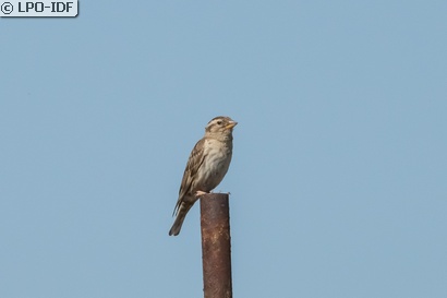 Moineau soulcie