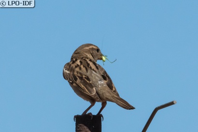 Moineau domestique