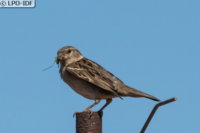 Moineau domestique