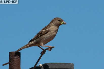 Moineau domestique