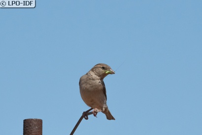 Moineau domestique