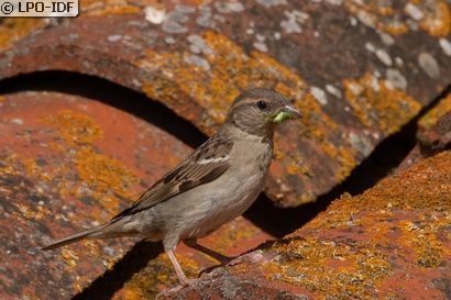 Moineau domestique
