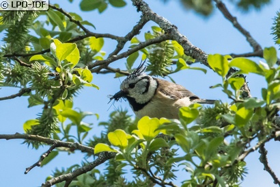 Mésange huppée