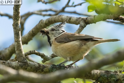 Mésange huppée