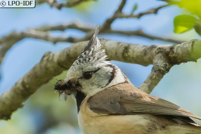 Mésange huppée