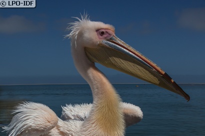 Pélican blanc