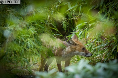 Renard roux