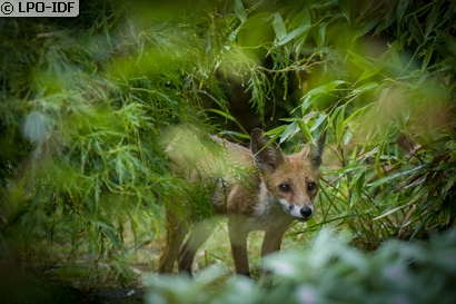 Renard roux