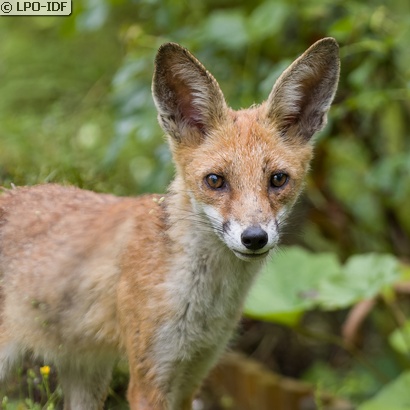 Renard roux