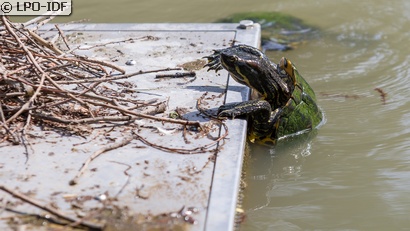 Tortue de Floride