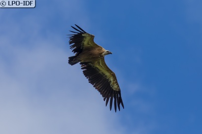 Vautour fauve