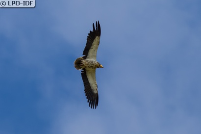 Vautour percnoptère