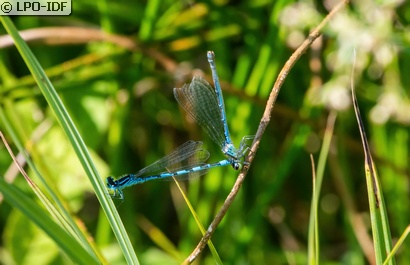 Agrion de Mercure